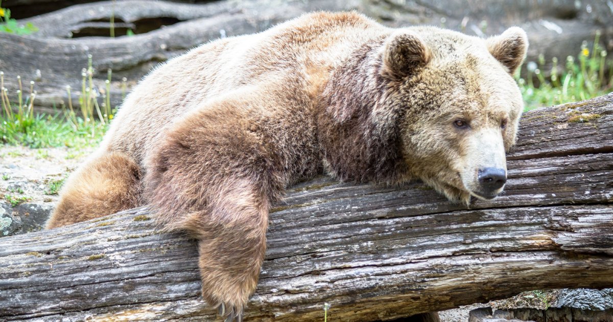 ZOO DE BERLÍN, Zoo De Berlín