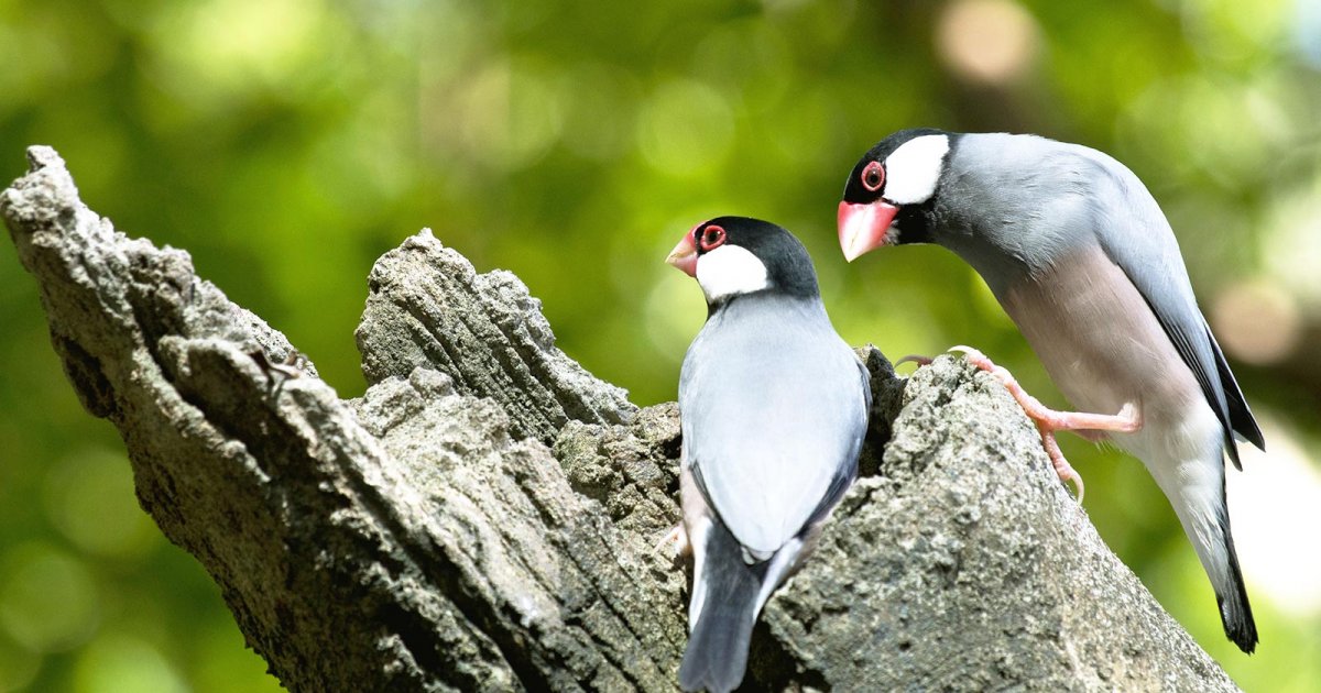 HONG KONG PARK, Natur Und Tierwelt