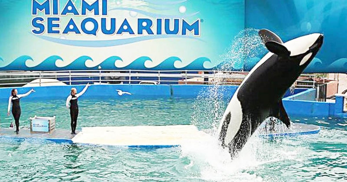 SEAQUARIUM, Seaquarium