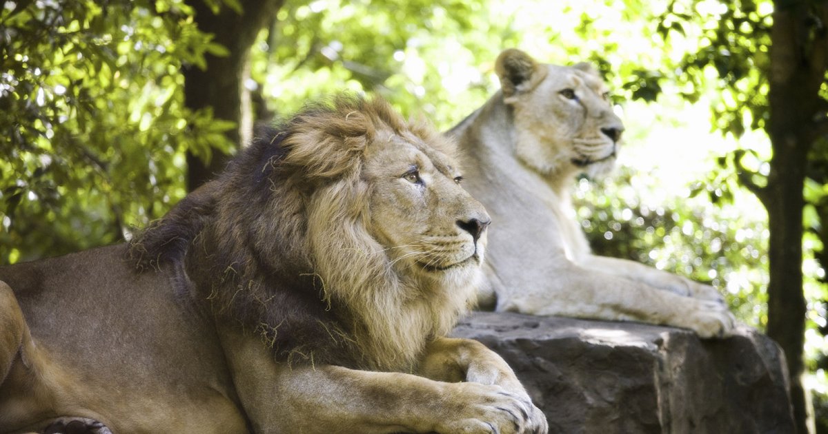 PARCO DI UENO, Zoo