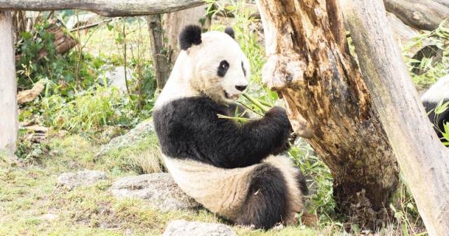 PARK DES ZOOS